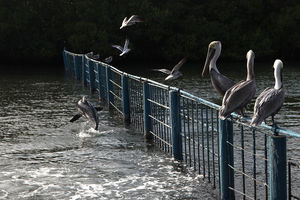 Дельфин пугает птиц