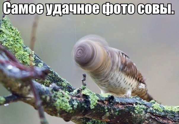 sova.jpg