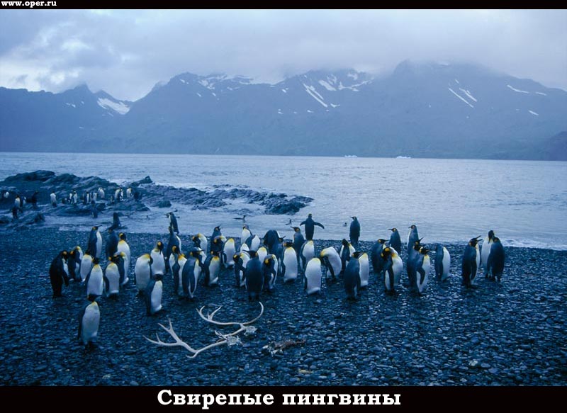 Свирепые пингвины