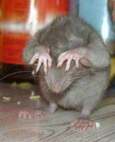 Мышь пальцатая