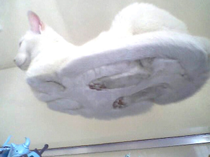 Кот на воздушной подушке