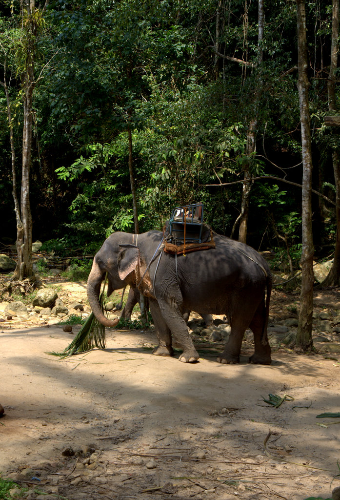 Тайский слоняра для катания
