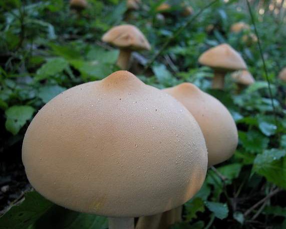 Интересные грибы