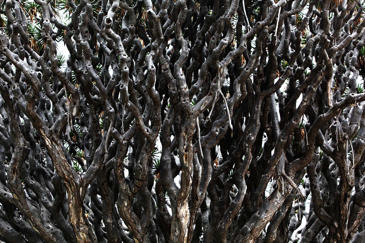 Ветки драконового дерева