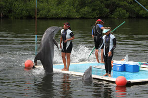 Дельфины приступили к работе