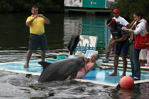 Наглый дельфин