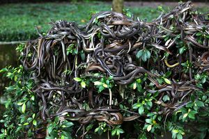 Вьетнамские змеи забрались на куст