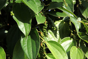 Зелёный чёрный перец