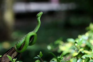 Гордый зелёный змей