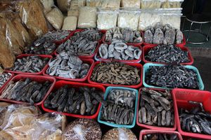Вьетнамские морские черви
