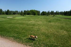 Собака-убийца бегущая краем гольфого поля