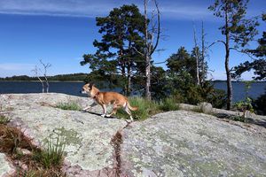 Собака-убийца на финском острове
