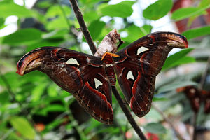 Канарская бабочка