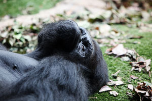 Канарская горилла