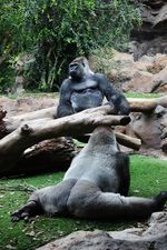 Канарские гориллы