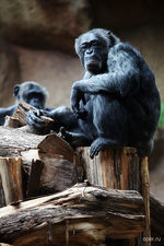 Канарские шимпанзе