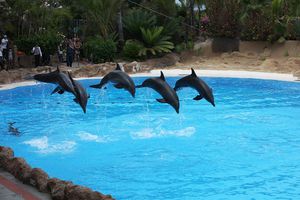 Канарские дельфины