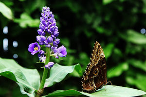 Бабочка с цветочком
