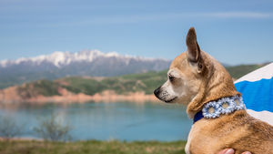 Собака-убийца в узбекских горах