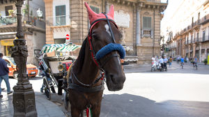 Сицилийский конь в наушниках