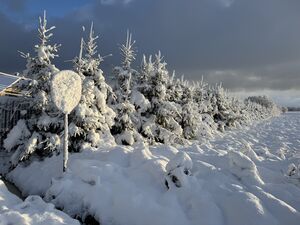 Ноябрьский снег