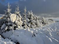 Ноябрьский снег